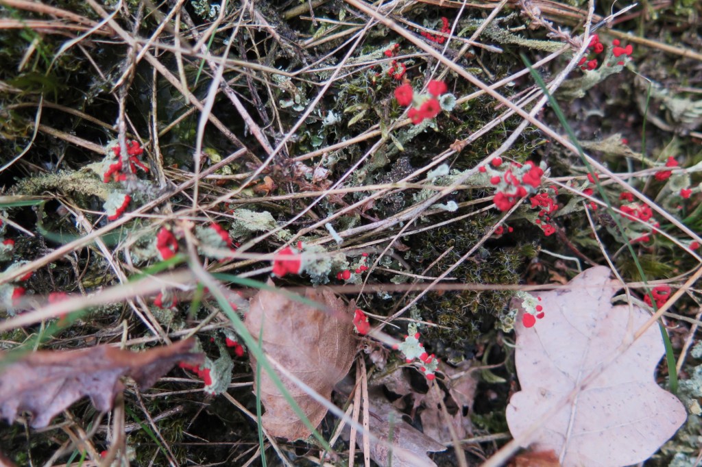 korstmos of paddenstoel?